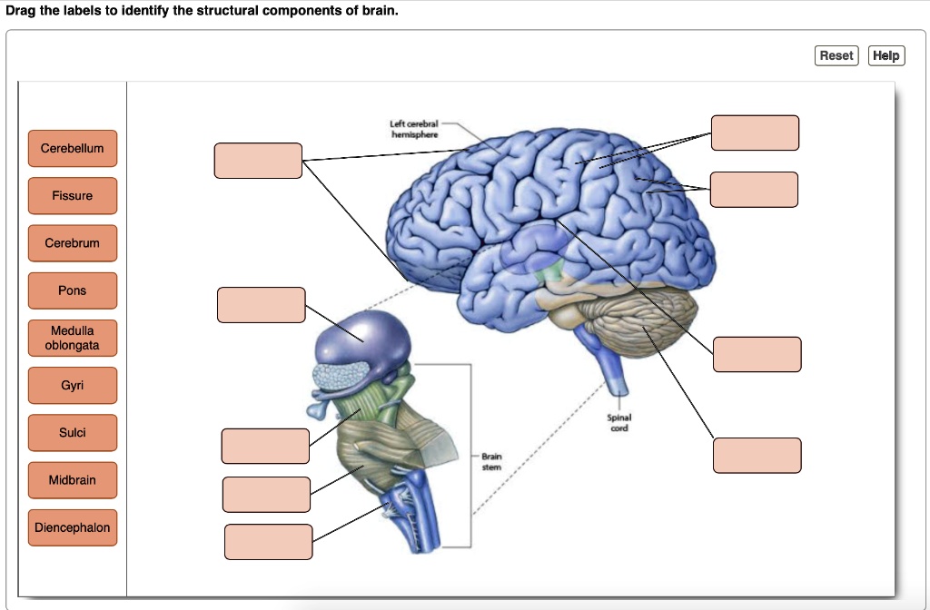 SOLVED Drag The Labels To Identify The Structural Components Of Brain