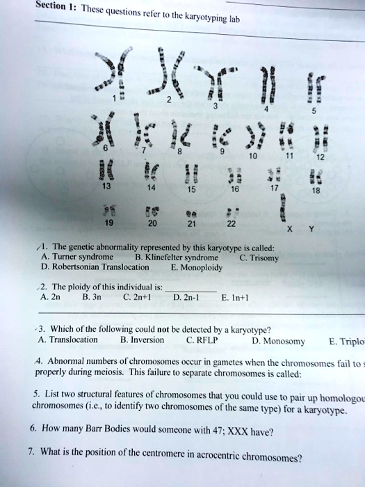 Section I Tlicse Questions Reler To The Karyolyping Lab 4 Y 11 Vk I 4 9