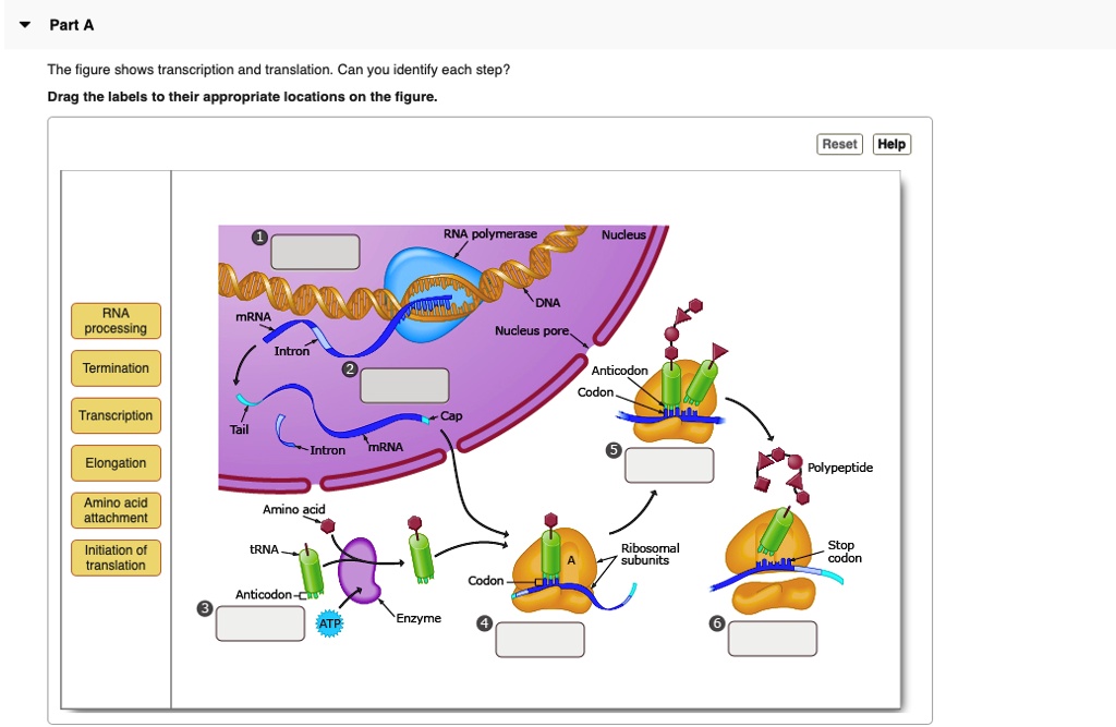 Part The Ligure Shows Transcriplion And Translation Can You Identify