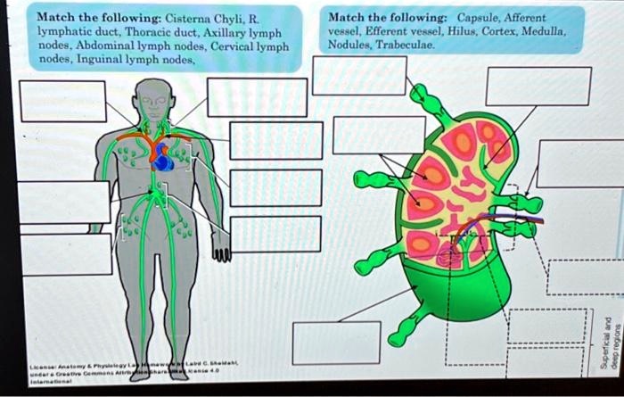 Solved Match The Following Cisterna Chyli R Lymphatic Duct