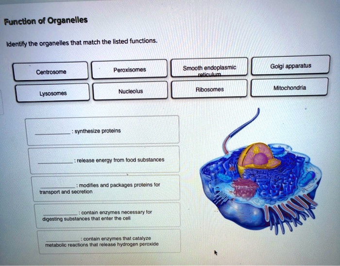 Solved Function Of Organelles Identify The Organelles That Match The