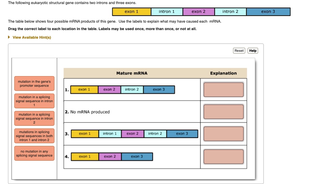 SOLVED The Following Eukaryolic Structural Gene Contains Lwo Introns