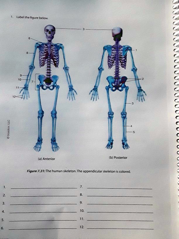 Solved Label The Ngure Bcloy Antenor Posterot Figure The Human