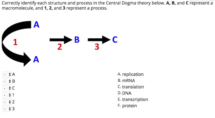 SOLVED Correctly Identify Each Structure And Process In The Central