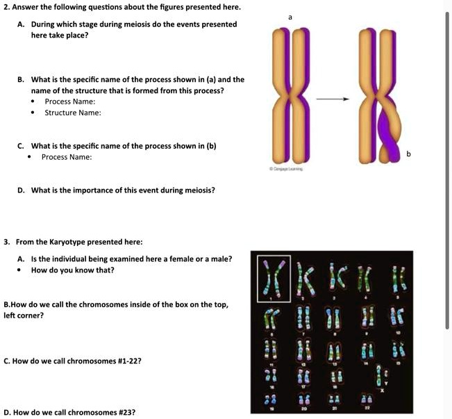 Solved Answer The Following Questions About The Figures Presented Here