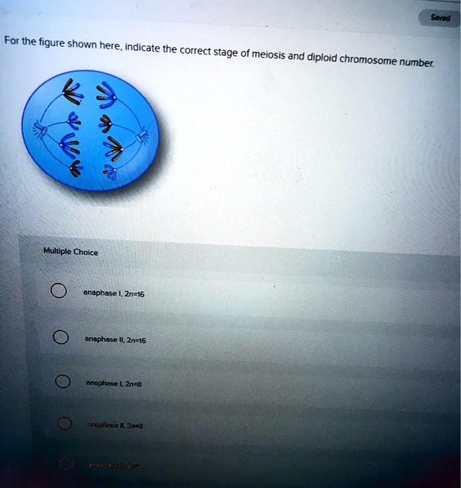 For The Figure Shown Here Indicate The Correct Stage Of Meiosis And