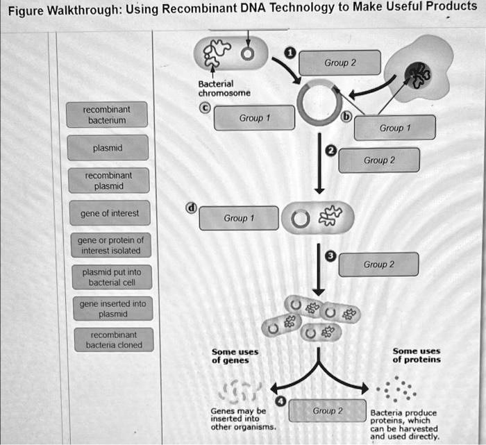 The Figure Shows How Recombinant Technology Can Be Used To Make Useful