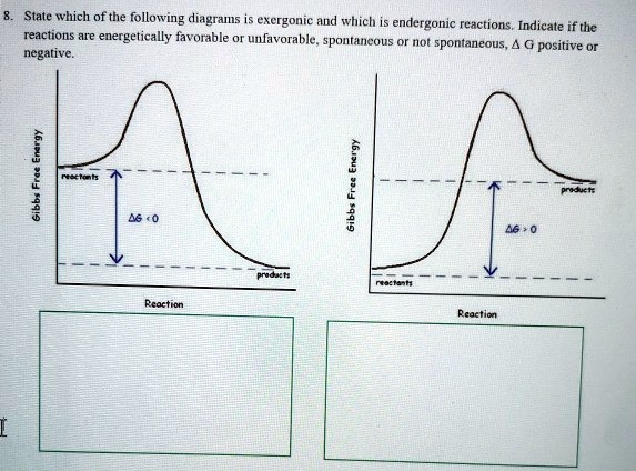 Solved State Which Of The Following Diagrams Represent Exergonic And