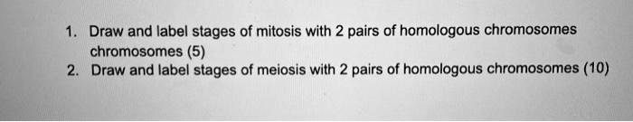 Solved Draw And Label Stages Of Mitosis With Pairs Of Homologous