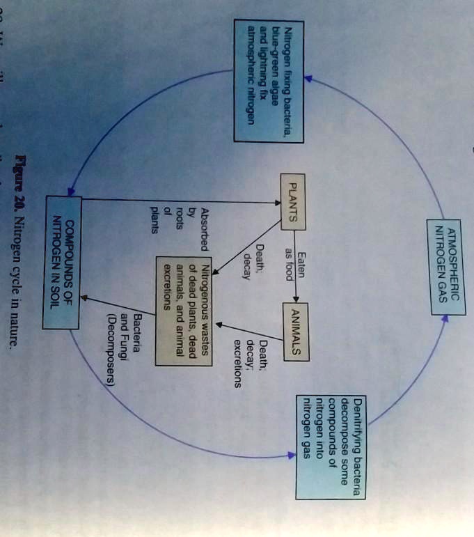 Solved Draw A Neat Labeled Diagram Of The Nitrogen Cycle In