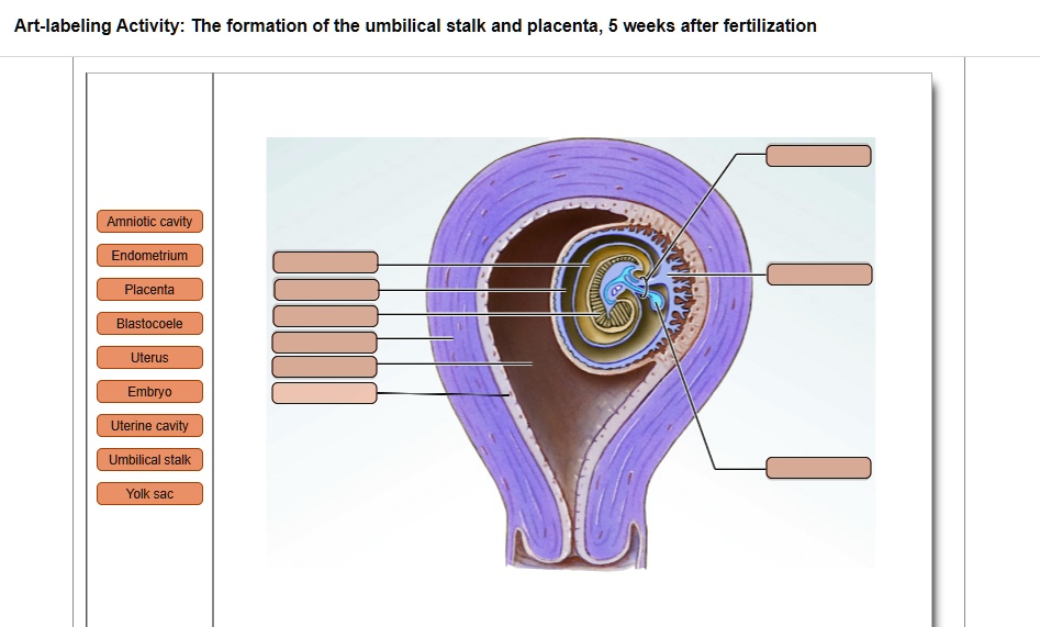 Solved Art Labeling Activity The Formation Of The Umbilical Stalk And