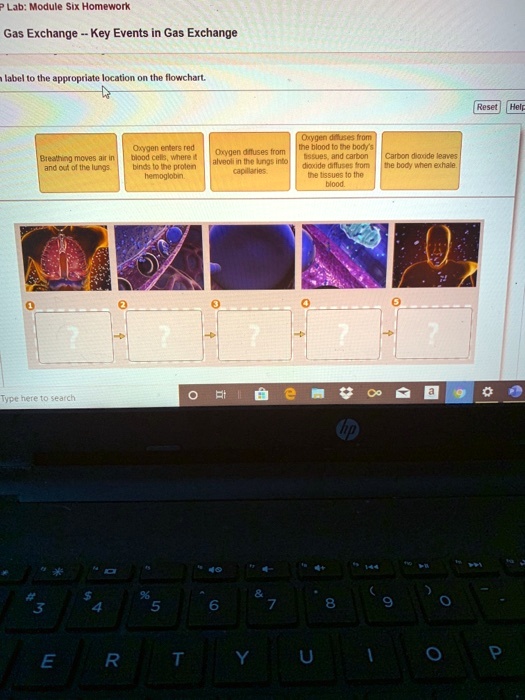 SOLVED Lab Module Six Homework Gas Exchange Key Events In Gas
