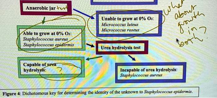 Solved Anaerobic Jar Ux Unable To Grow At Or Micrococcus Luteus