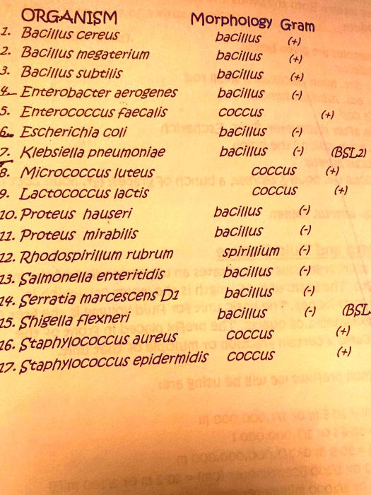 SOLVED ORGANISM Morphology Gram Bacillus Cereus Bacillus Bacillus