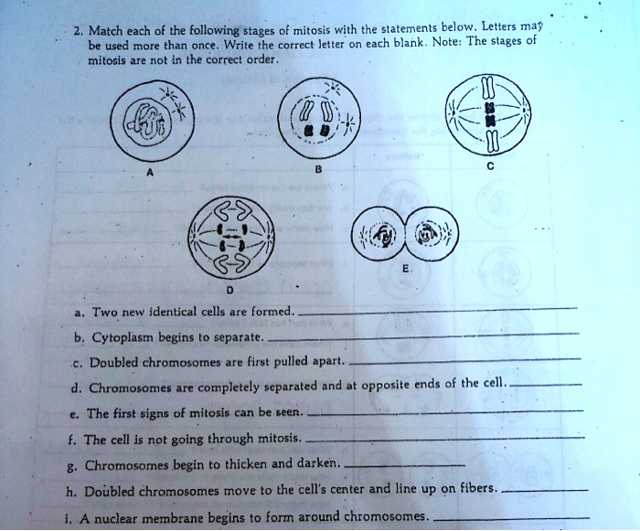 SOLVED Match Each Of The Following Stages Of Mitosis With The