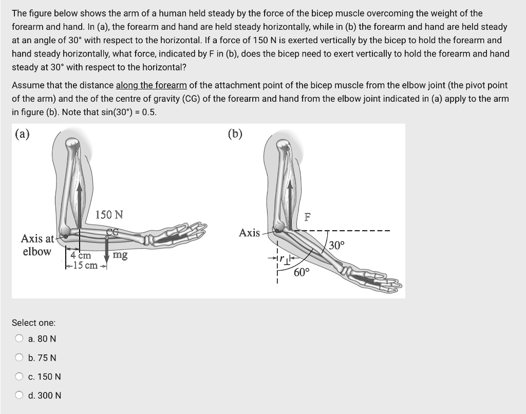 Solved The Figure Below Shows The Arm Of A Human Held Steady By The