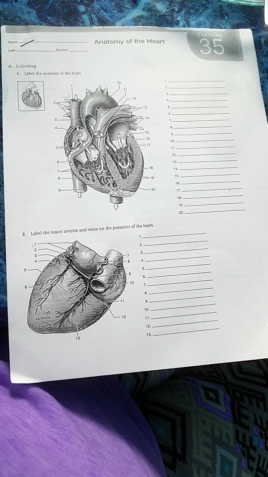 Solved Anatomy Of The Heart Data Section A Labeling Label The