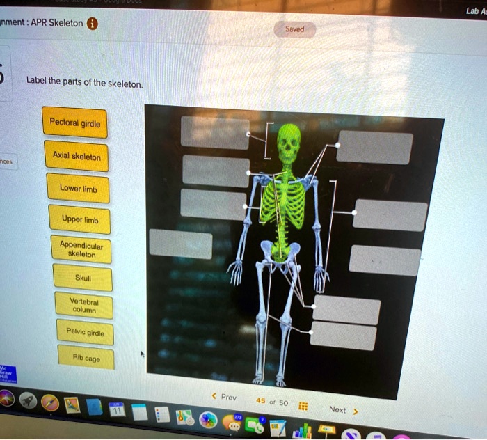 Solved Lab Assignment Apr Skeleton Saved Label The Parts Of The