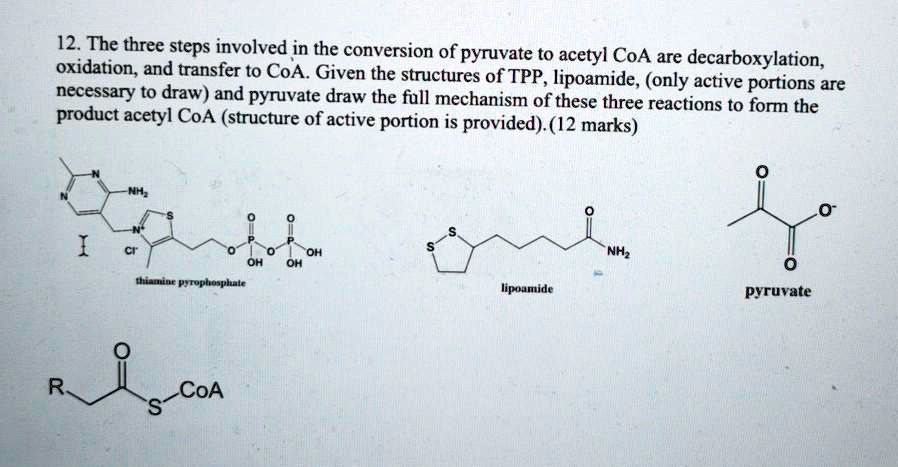 Solved Ithe Three Steps Involved In The Conversion Of Pyruvate To