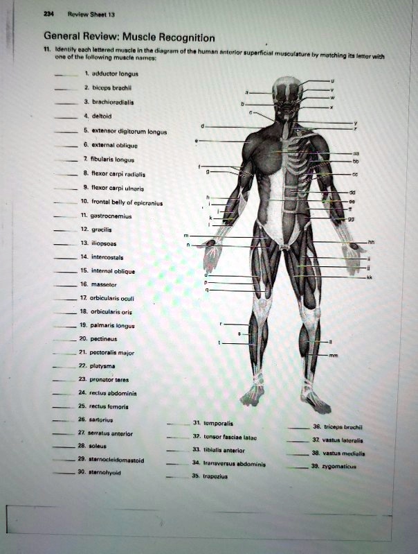 SOLVED Review Sheet 13 General Review Muscle Recognition 1 Identify