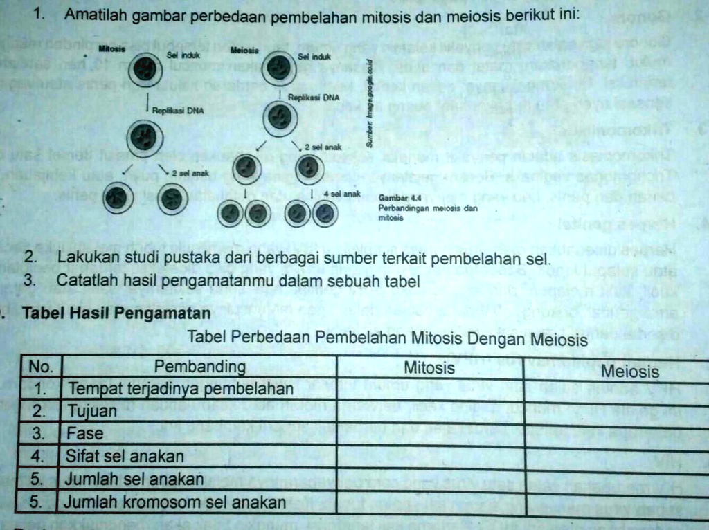 Solved Isi Tabel Perbedaan Pembelahan Mitosis Dengan Meiosis Tolong