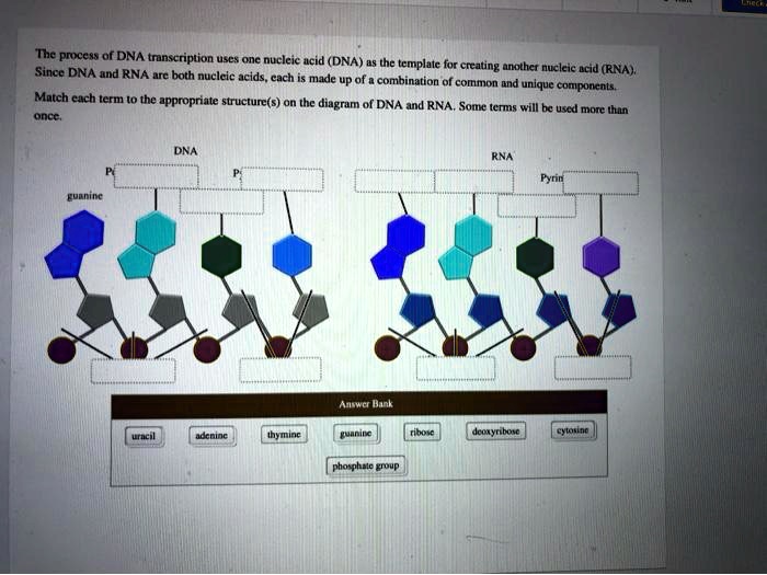 Solved The Process Of Dna Tnnscription Uses Onc Nucleic Acid Dna