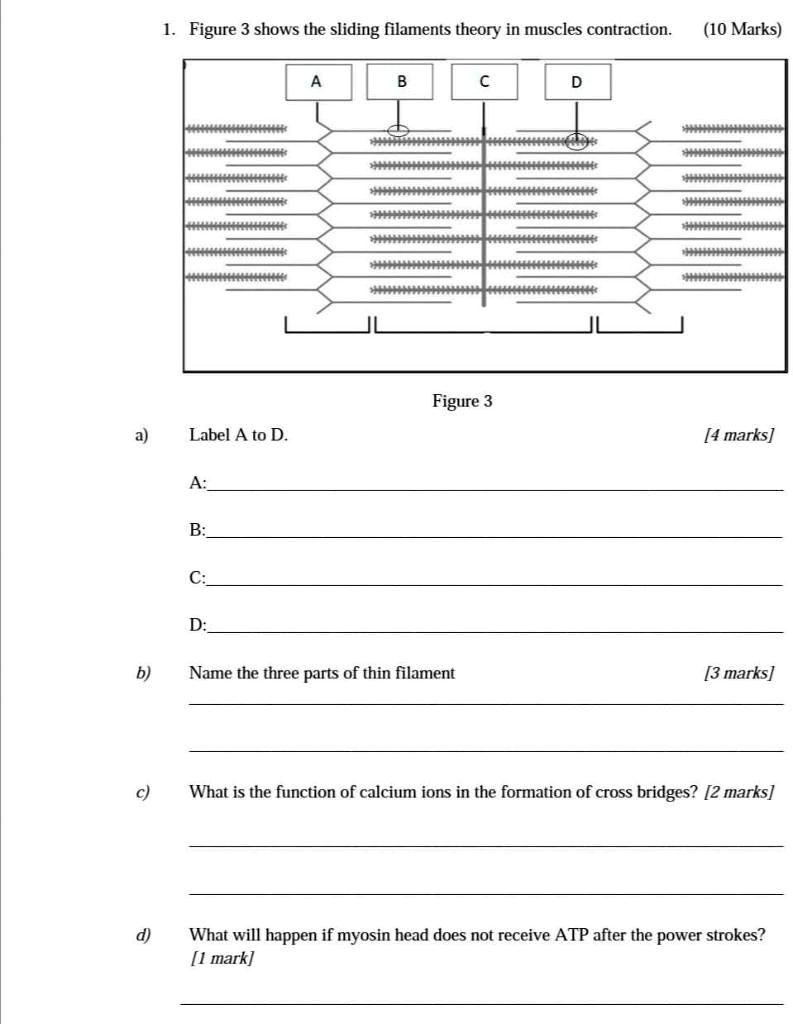 SOLVED Figure 3 Shows The Sliding Filaments Theory In Muscles