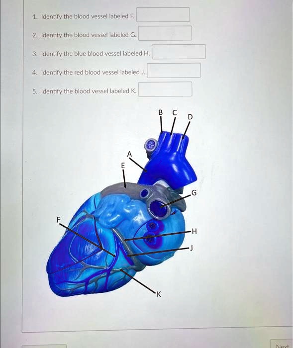 Solved Texts Identify The Blood Vessel Labeled F Identify The