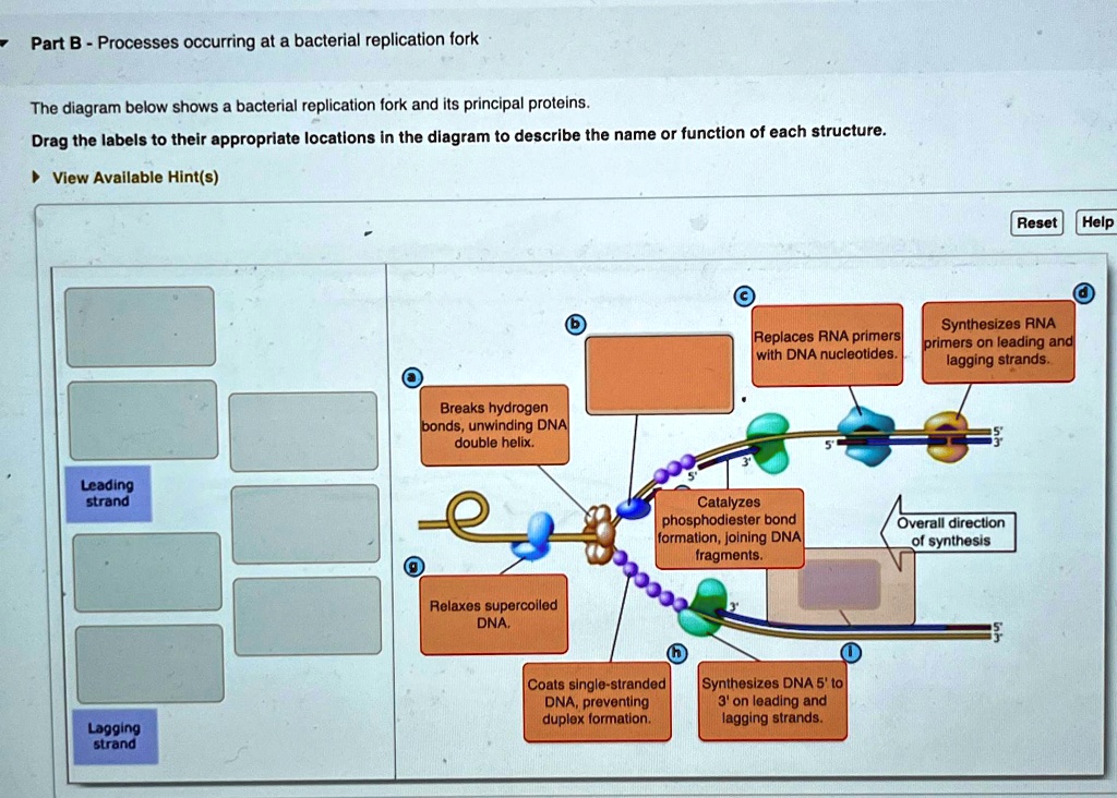 SOLVED Part B Processes Occurring At A Bacterial Replication Fork