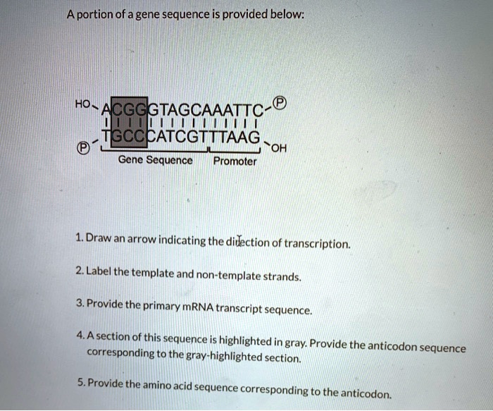 SOLVED Aportion Of A Gene Sequence Is Provided Below HO CGG