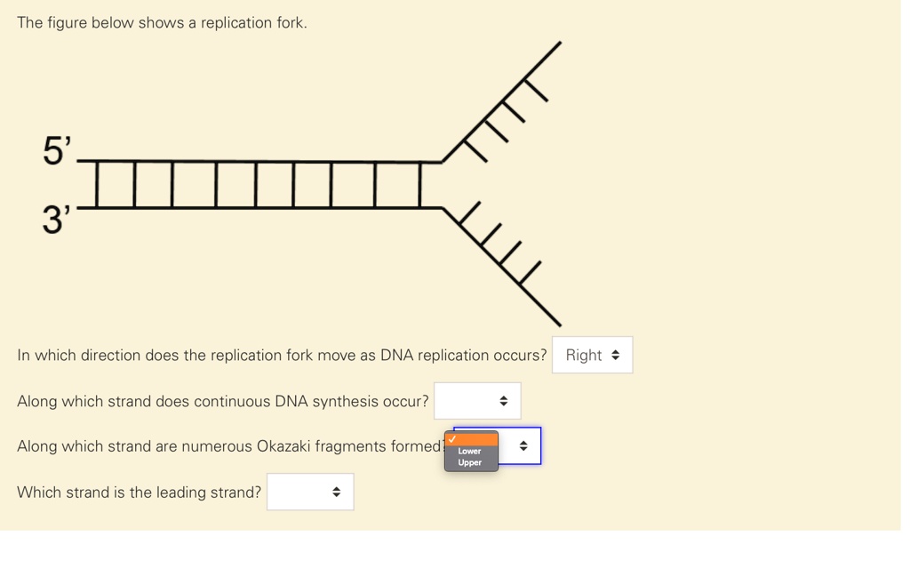 The Figure Below Shows A Replication Fork 5 3 In Which Direction