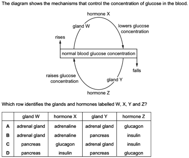 Solved The Diagram Shows The Mechanisms That Control The Concentration