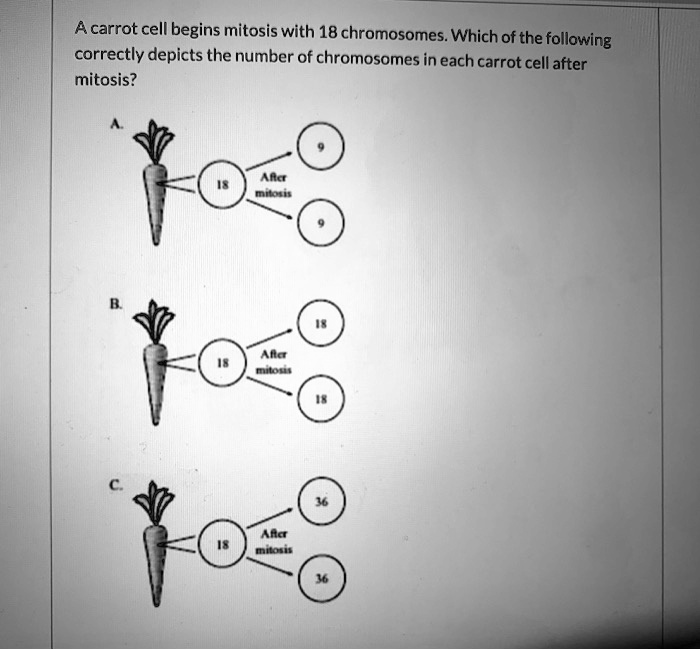 Solved A Carrot Cell Begins Mitosis With Chromosomes Which Of The