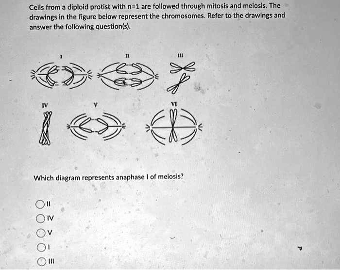 Solved Cells From A Diploid Protist With N Are Followed Through