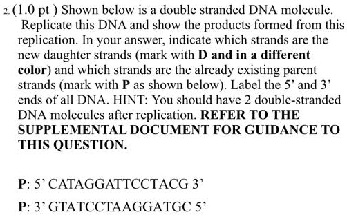 Pt Shown Below Is A Double Stranded Dna Molecule Replicate This