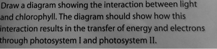 Draw A Diagram Showing The Interaction Between Light And Chlorophyll