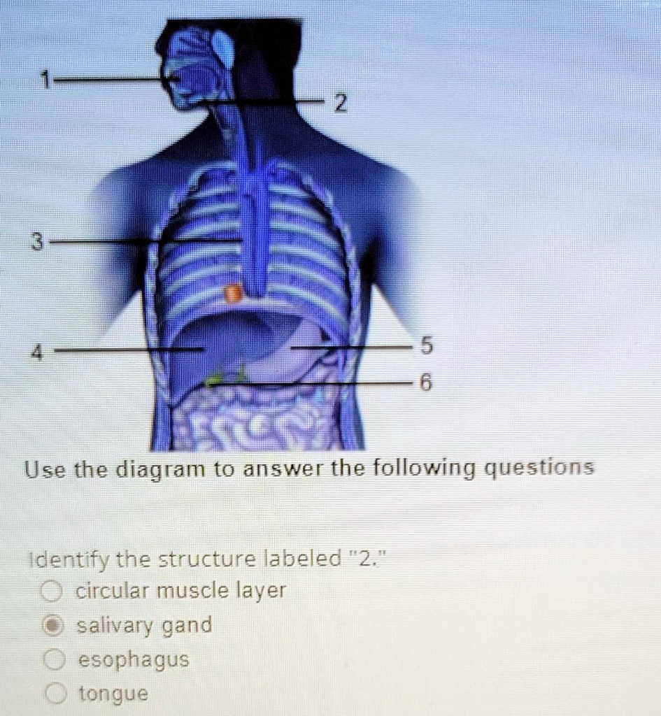 Solved Use The Diagram To Answer The Following Questions Identify The