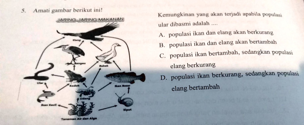 Solved Kemungkinan Yang Akan Terjadi Apabila Populasi Ular Dibasmi