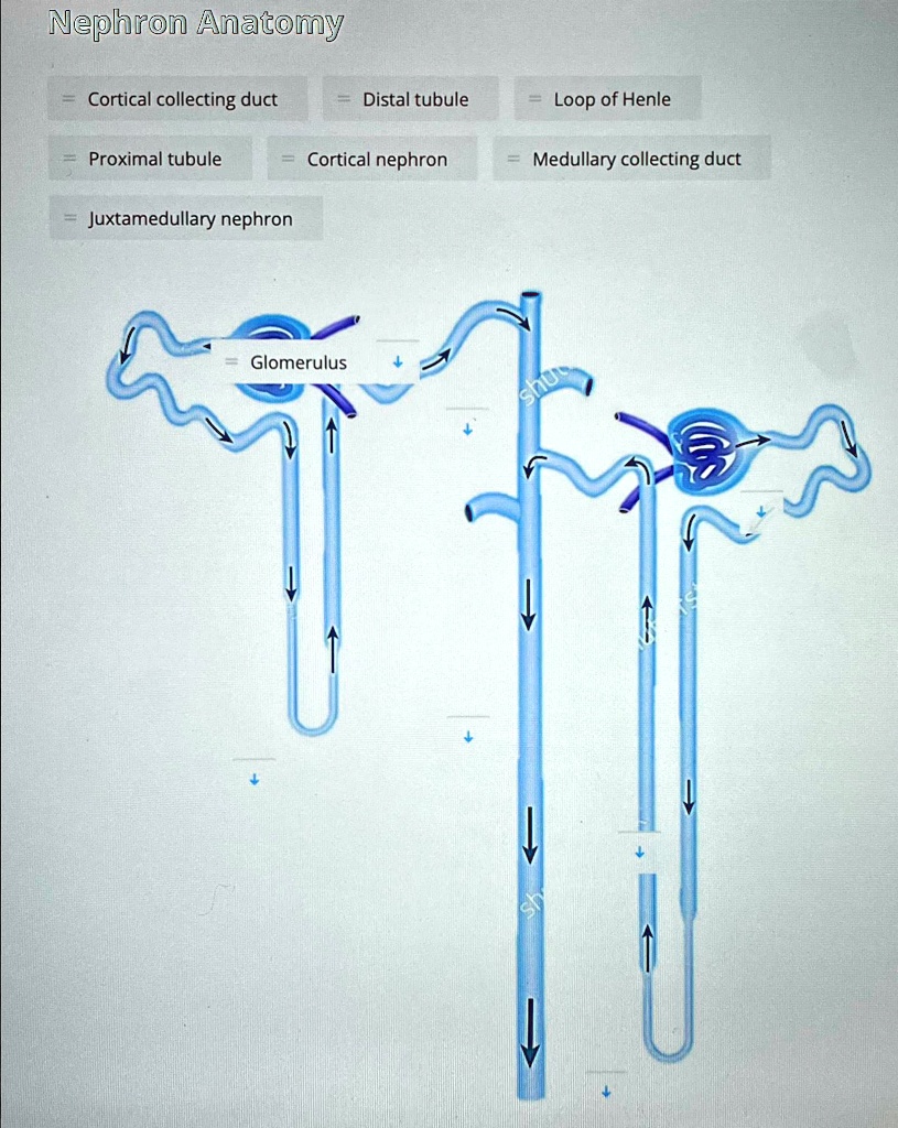 Solved Nephron Anatomy Cortical Collecting Duct Proximal Tubule