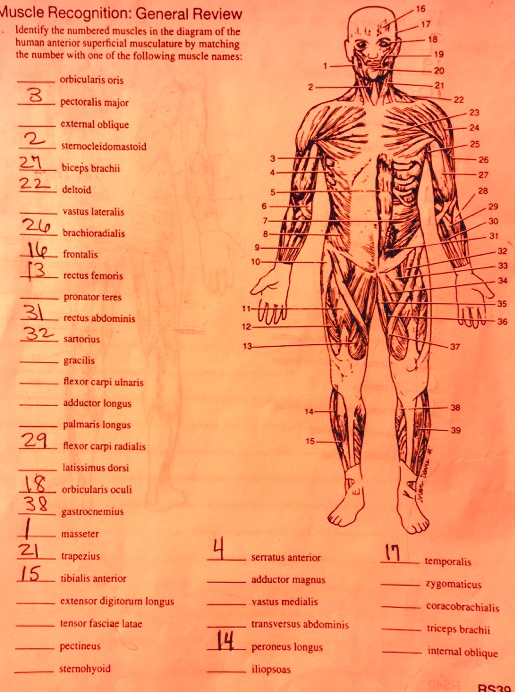 SOLVED Muscle Recognition General Review Identify The Numbered