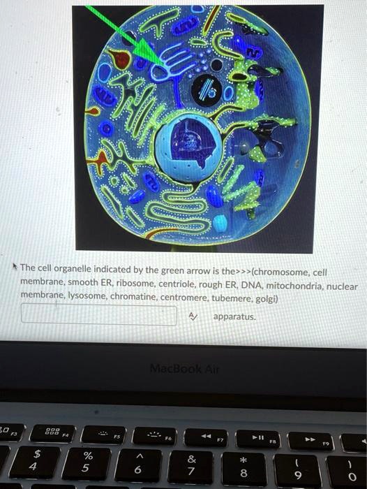 The Cell Organelle Indicated By The Green Arrow Is Thechromosomecell