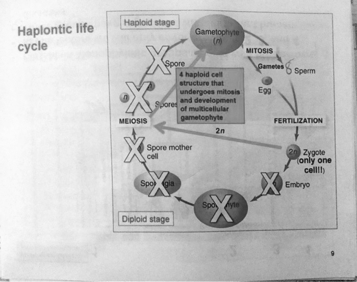 SOLVED Haploid Stage Haplontic Life Cycle Gametophyte MITOSIS Spore