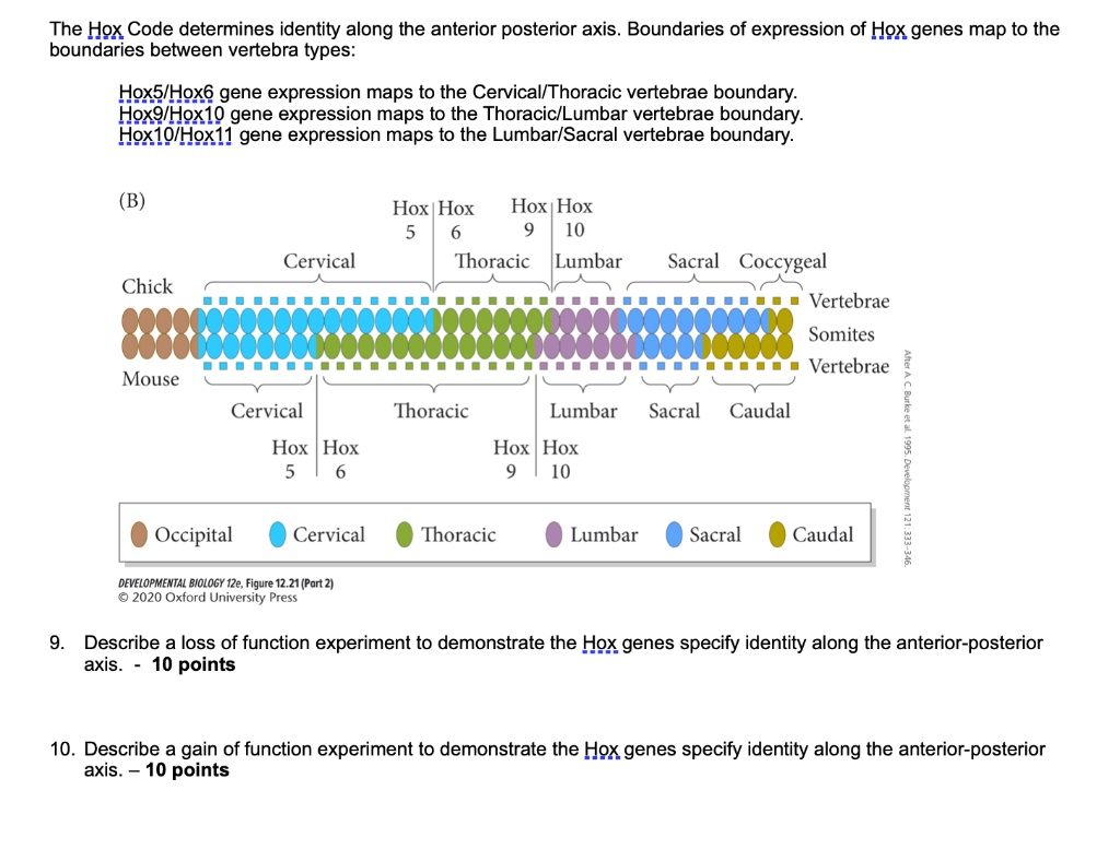 SOLVED The Hox Code Determines Identity Along The Anterior Posterior