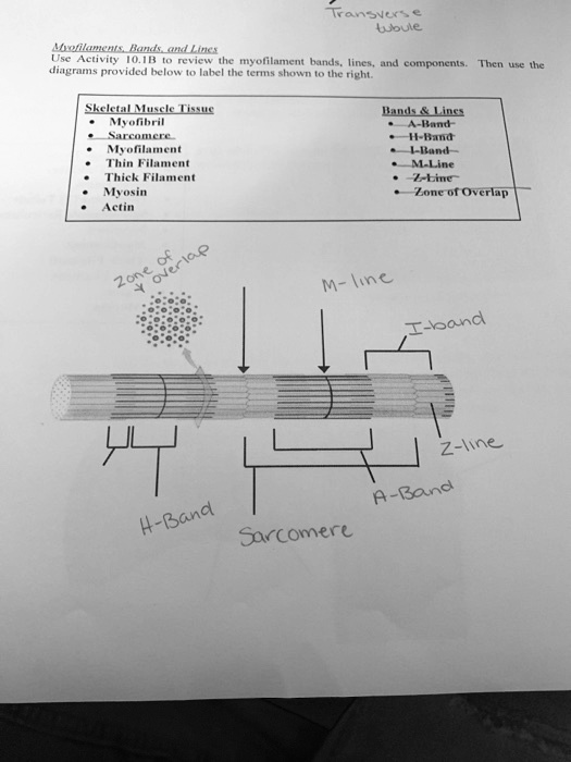 Solved Transverse Tubule Myofilaments Bands And Lines Use Activity