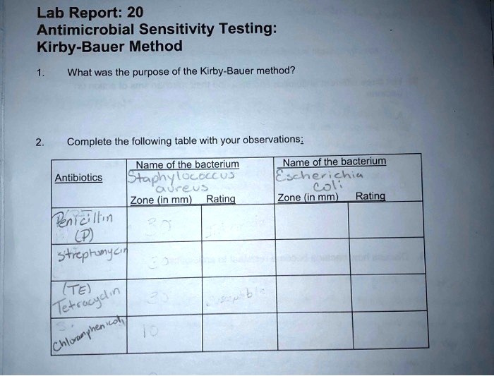 Solved Lab Report Antimicrobial Sensitivity Testing Kirby Bauer