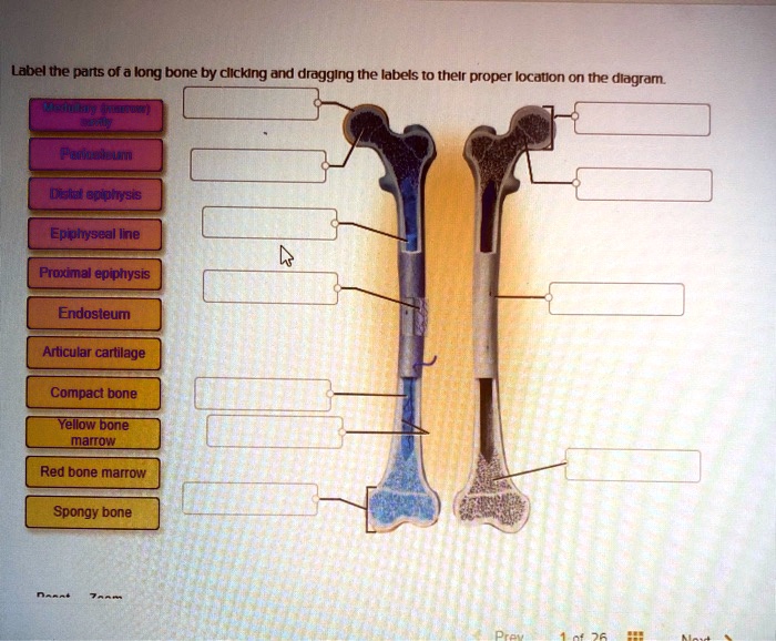 Label The Parts Of A Long Bone By Clicking And Dragging The Labels To