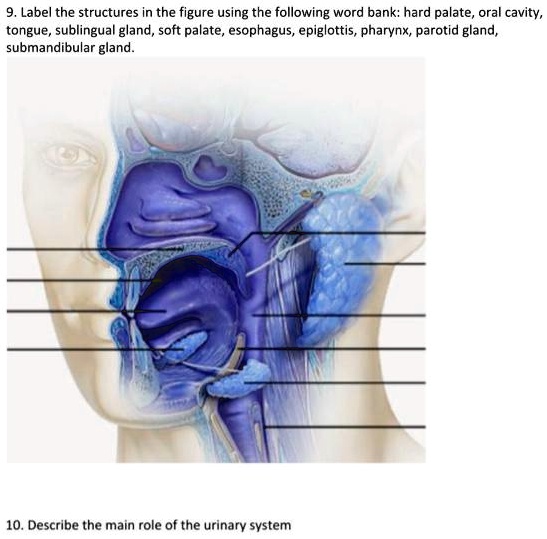 SOLVED 9 Label The Structures In The Figure Using The Following Word