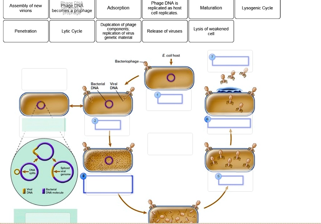 Solved Assembly Of New Virions Phage Dna Becomes A Prophage Phage Dna