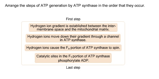 Solved Arrange The Steps Of Atp Generation By Atp Synthase In The