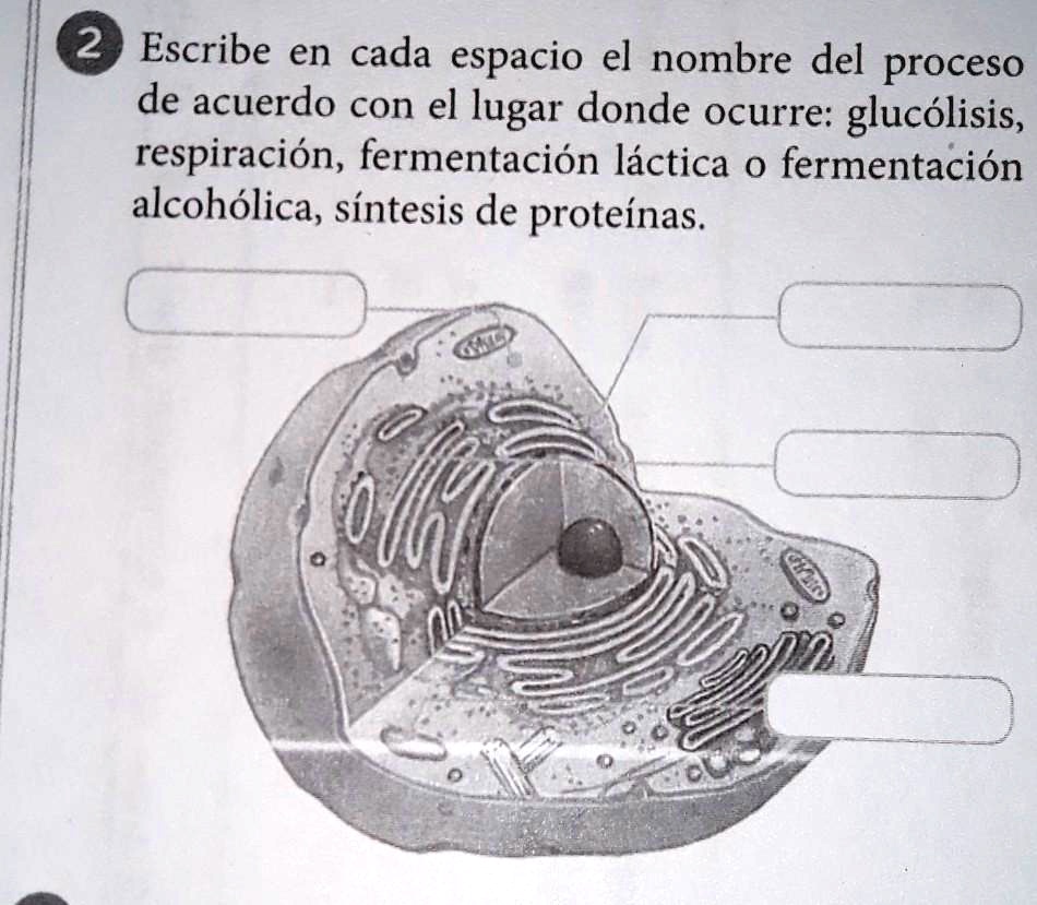 Solved Me Ayudan Con Esto Escribe En Cada Espacio El Nombre Del